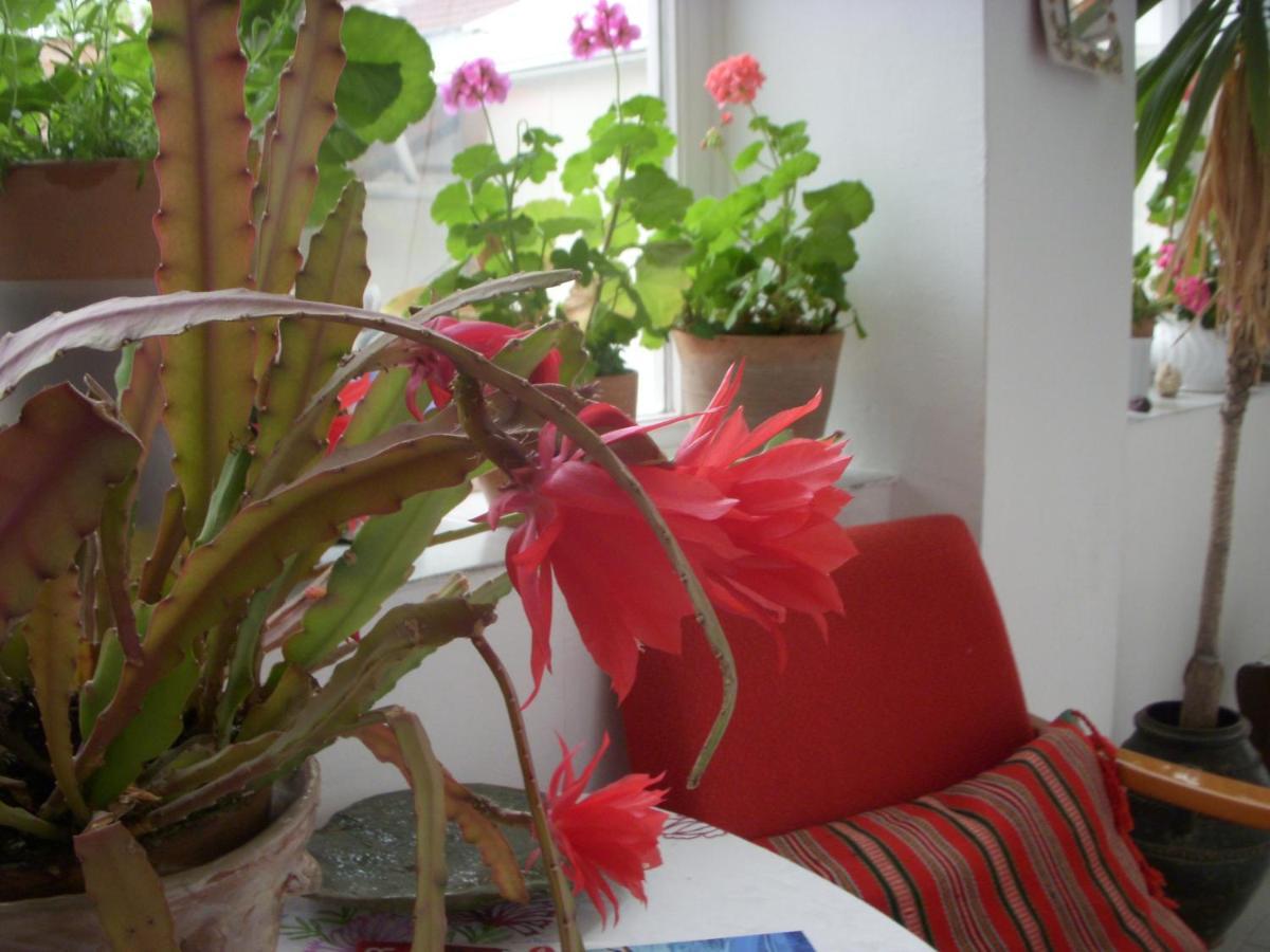 Garden Szivarvany Utcai Vendeghaz سيغيد المظهر الخارجي الصورة