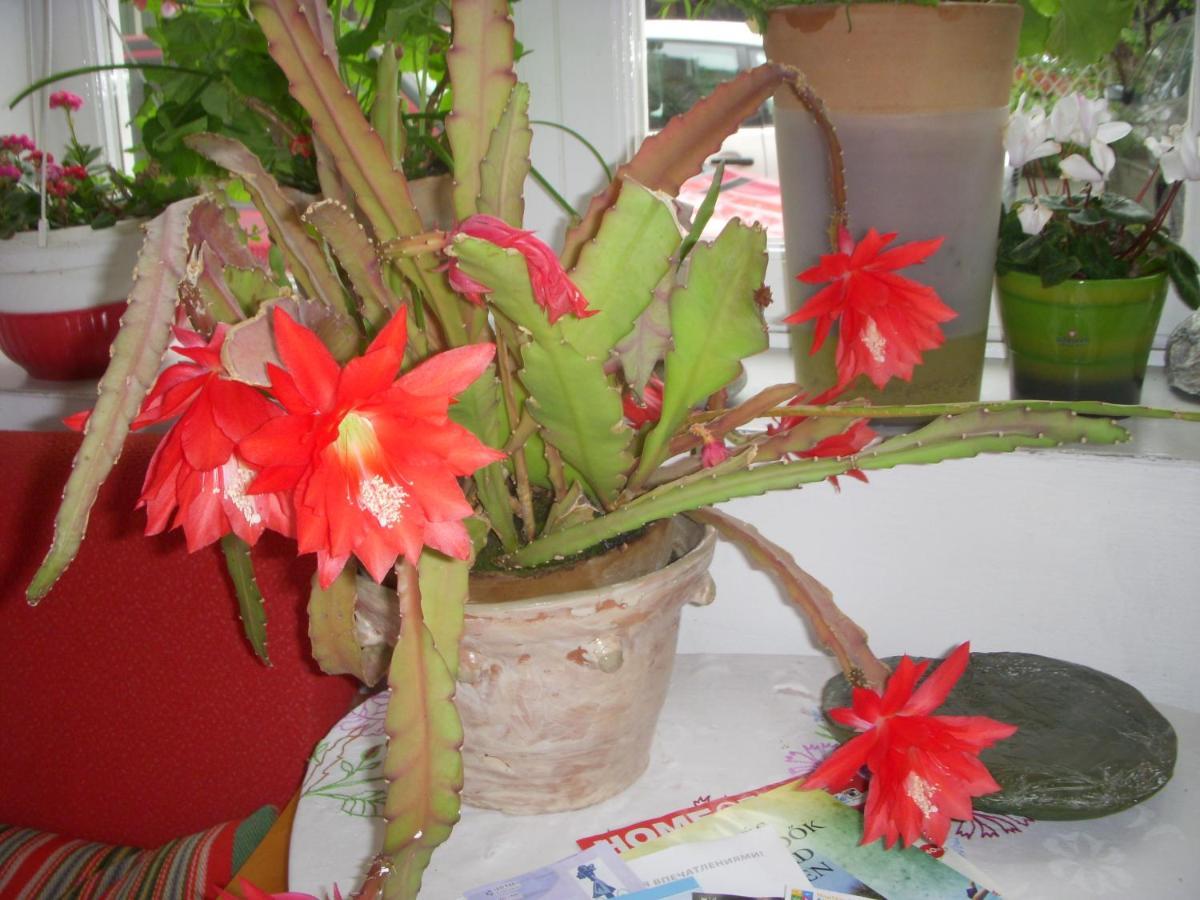 Garden Szivarvany Utcai Vendeghaz سيغيد المظهر الخارجي الصورة