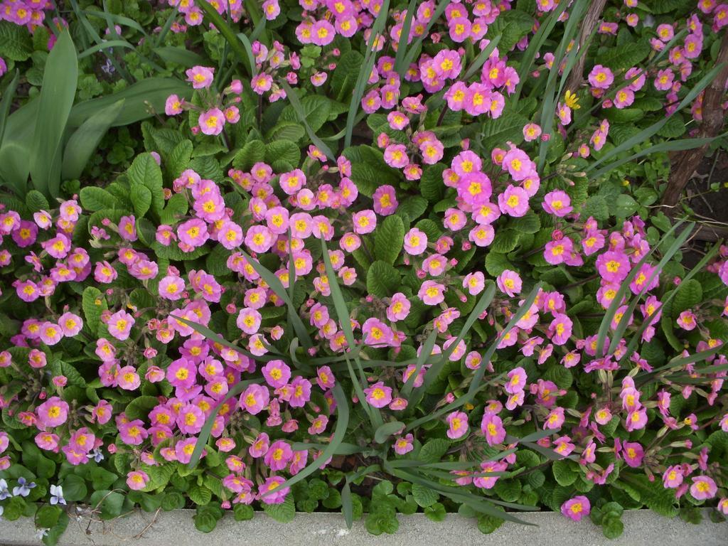 Garden Szivarvany Utcai Vendeghaz سيغيد الغرفة الصورة
