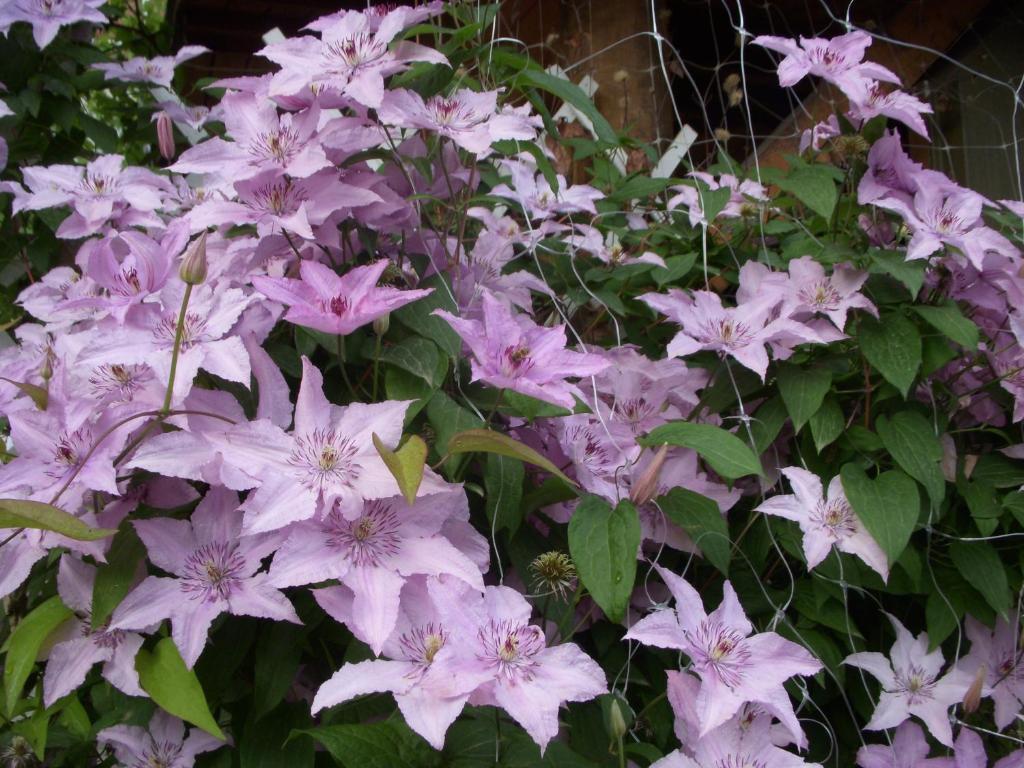 Garden Szivarvany Utcai Vendeghaz سيغيد الغرفة الصورة
