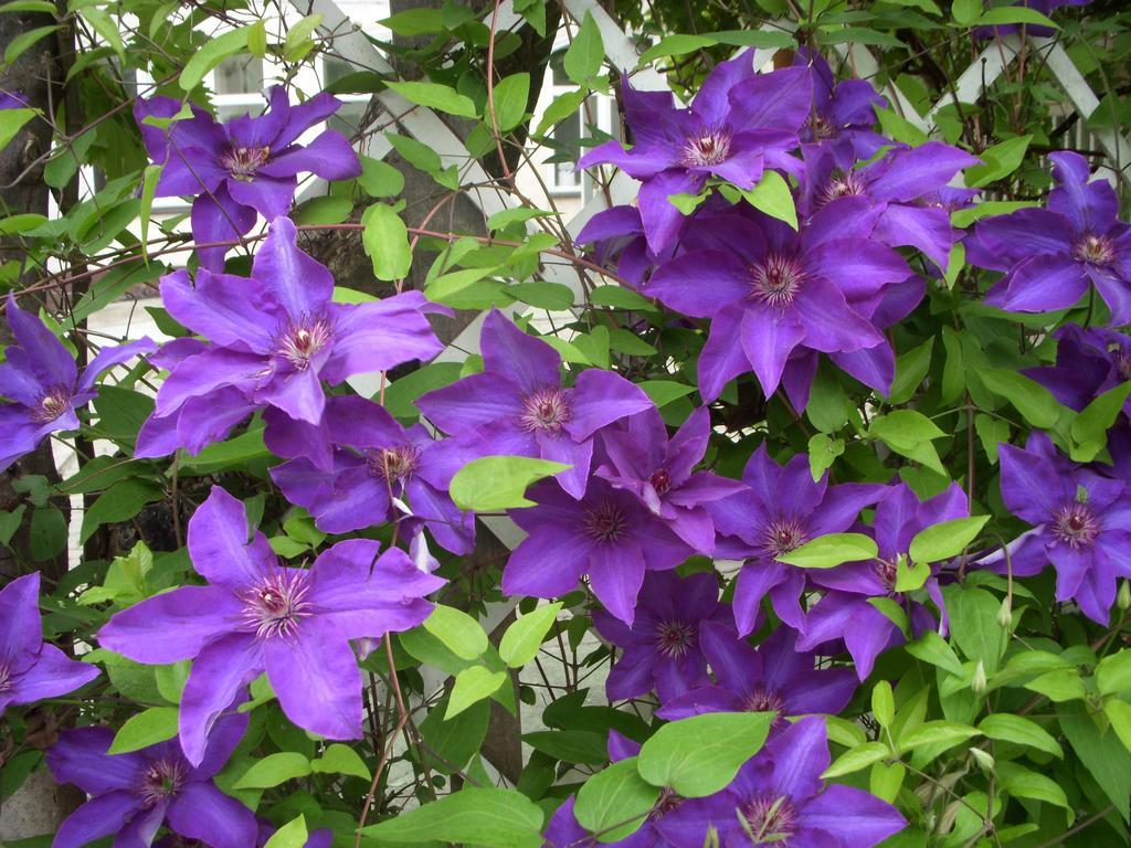 Garden Szivarvany Utcai Vendeghaz سيغيد الغرفة الصورة